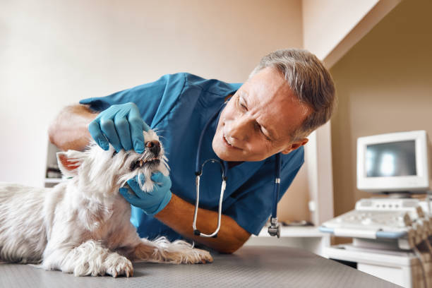 Best Emergency Dental Extractions in Fairview Park, IN